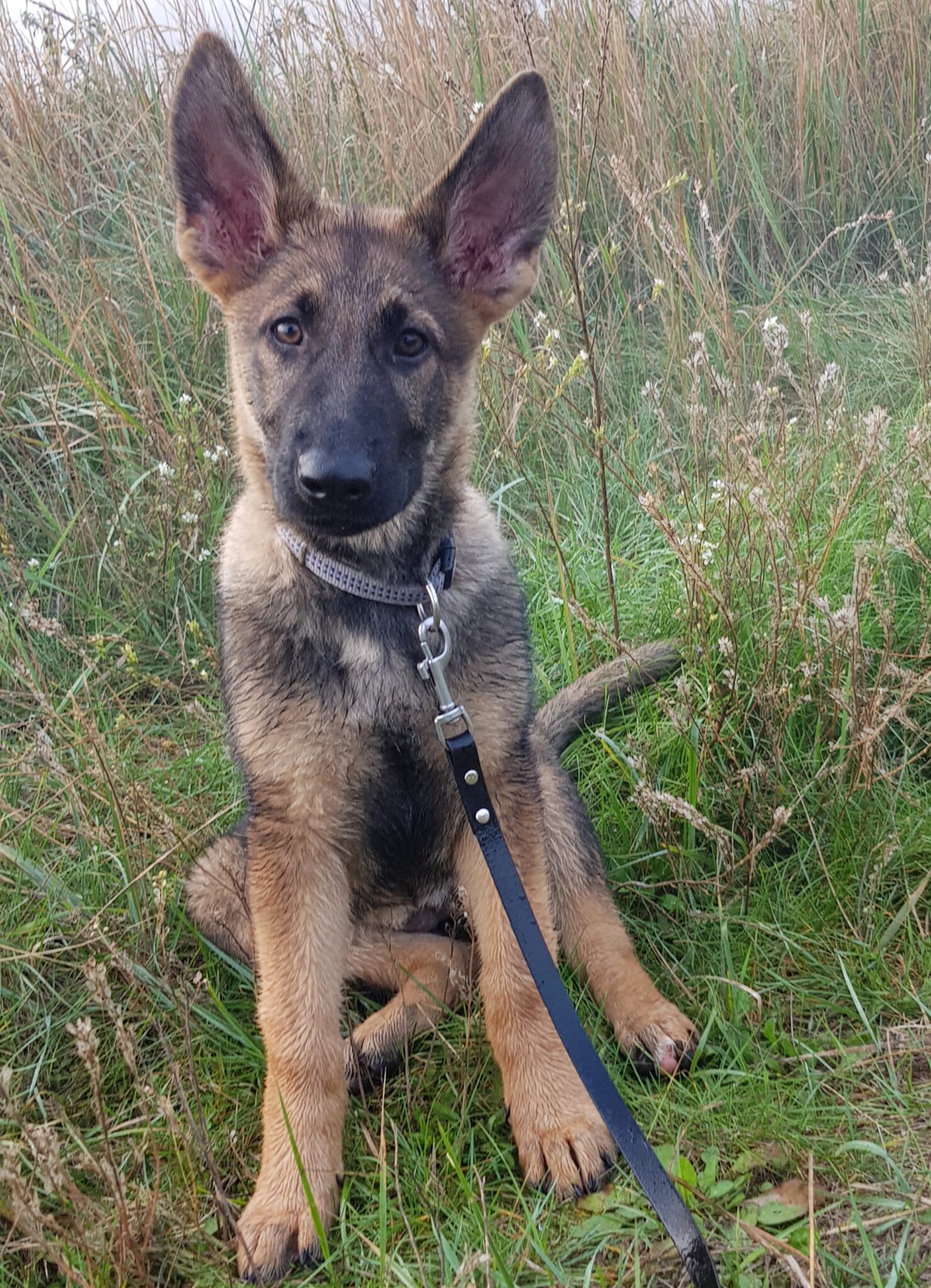 Ort der Heilung feel4dogs Hundeschule &amp; Training